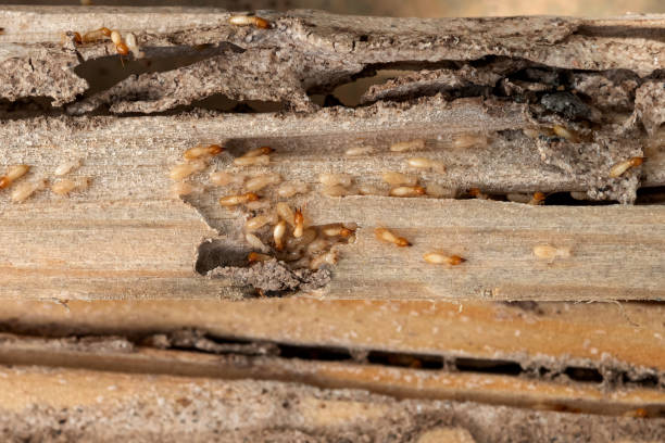 Best Affordable Pest Control Services  in Arnold, MD